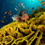 1-Tiran Island Snorkeling