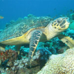 red-sea-turtle