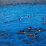 Dolphins House Day tour from Hurghada