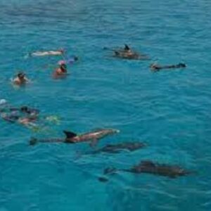 Casa Delfinilor din Hurghada