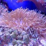 Marsa Mubarak Sea Snorkeling Boat Trip Marsa Alam2