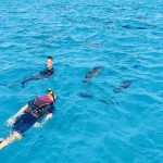 Delfinų namas iš Hurgados3