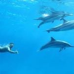 Dolfijn huis dag snorkeling excursie vanuit Hurghada