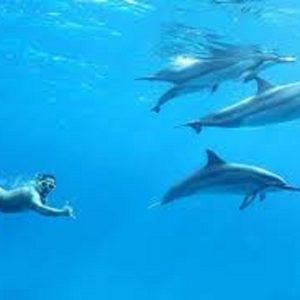 Dolfijn huis dag snorkeling excursie vanuit Hurghada