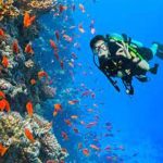 Ronjenje sa bocama-Ras Mohamed i Belo Ostrvo brodom