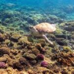 Abu Dabbab Schildkröten Ausflug ab Hurghada0