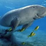 Abu Dabbab Schildkröten Ausflug ab Hurghada5