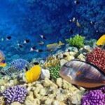 Abu Dabbab Schildkröten Ausflug ab Hurghada6