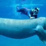 Abu Dabbab Schildkröten Ausflug ab Hurghada