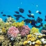 Mahmya Insel Schnorchel Ausflug in Hurghada2