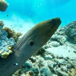 Samaday Dolphin House Snorkeling Boat Trip 1