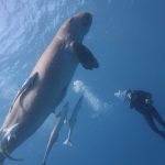 Samaday Dolphin House Snorkeling Boat Trip