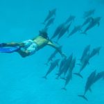 Samaday Dolphin House Snorkeling Boat Trip